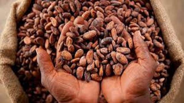 Agriculture - 2 038 milliards FCFA payés aux producteurs de cacao en 2022